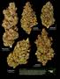 Page: - 17 | High Times