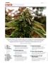 Page: - 4 | High Times