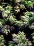 Page: - 67 | High Times