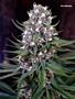 Page: - 101 | High Times