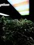 Page: - 61 | High Times