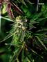 Page: - 67 | High Times