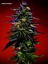 Page: - 70 | High Times