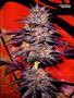 Page: - 101 | High Times