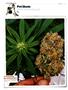 Page: - 120 | High Times