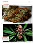Page: - 122 | High Times