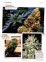 Page: - 124 | High Times