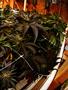 Page: - 17 | High Times