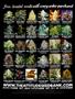 Page: - 2 | High Times