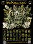Page: - 65 | High Times
