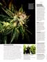 Page: - 66 | High Times