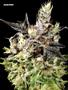 Page: - 67 | High Times