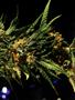 Page: - 69 | High Times