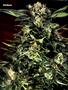 Page: - 70 | High Times