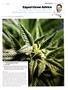 Page: - 99 | High Times