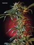 Page: - 101 | High Times