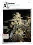 Page: - 120 | High Times