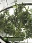Page: - 14 | High Times