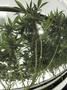 Page: - 15 | High Times