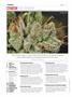 Page: - 4 | High Times