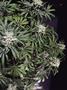 Page: - 61 | High Times