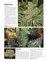 Page: - 62 | High Times