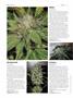 Page: - 64 | High Times