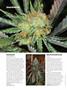 Page: - 66 | High Times