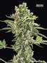Page: - 67 | High Times