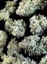 Page: - 68 | High Times