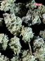 Page: - 69 | High Times