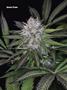 Page: - 70 | High Times