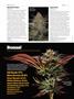 Page: - 72 | High Times