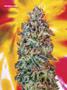Page: - 101 | High Times