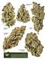 Page: - 12 | High Times