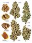 Page: - 13 | High Times