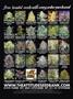 Page: - 2 | High Times