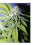 Page: - 47 | High Times