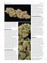Page: - 66 | High Times