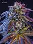 Page: - 67 | High Times