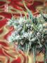 Page: - 68 | High Times