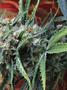 Page: - 69 | High Times