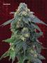 Page: - 101 | High Times