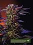 Page: - 17 | High Times