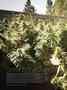 Page: - 58 | High Times