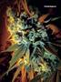 Page: - 67 | High Times
