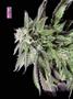 Page: - 68 | High Times