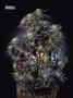 Page: - 70 | High Times