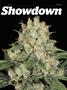 Page: - 73 | High Times