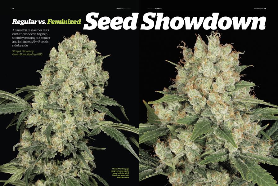 Regular vs. Feminized Seed Showdown